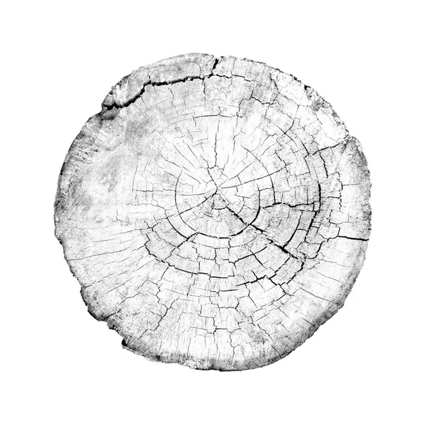 Beyaz arka planda ahşap büyüme halkaları var. Ayrıntılı desenli siyah beyaz ağaç gövdesi..