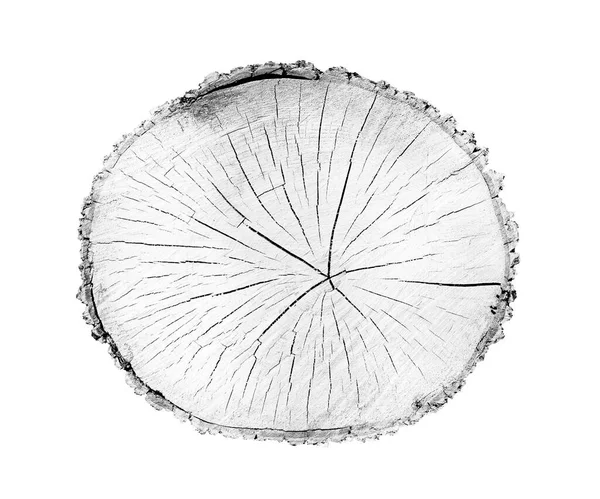 Beyaz arka planda ahşap büyüme halkaları var. Ayrıntılı desenli siyah beyaz ağaç gövdesi..
