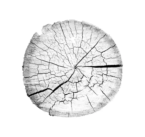 Beyaz arka planda ahşap büyüme halkaları var. Ayrıntılı desenli siyah beyaz ağaç gövdesi..