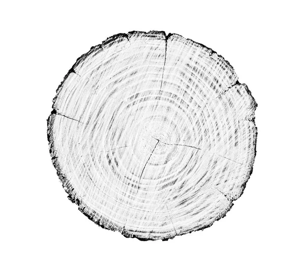 Beyaz arka planda ahşap büyüme halkaları var. Ayrıntılı desenli siyah beyaz ağaç gövdesi..