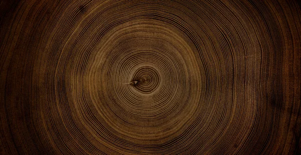 Eski ahşap kesim yüzey. Devrilmiş bir ağaç gövdesinin ya da kütüğünün koyu kahverengi ve turuncu tonları. Ağaç halkalarının pürüzlü organik dokusu..