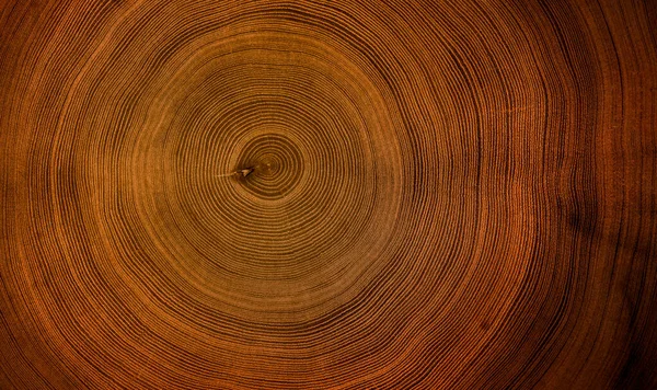 Eski ahşap kesim yüzey. Devrilmiş bir ağaç gövdesinin ya da kütüğünün koyu kahverengi ve turuncu tonları. Ağaç halkalarının pürüzlü organik dokusu..