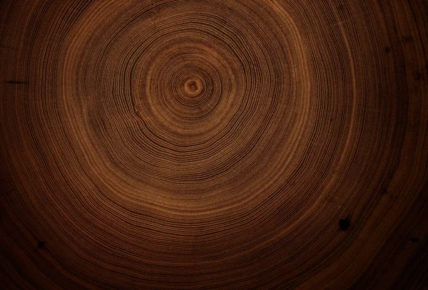 Eski ahşap meşe ağacı yüzeyi kesmiş. Devrilmiş bir ağaç gövdesinin ya da kütüğünün koyu kahverengi ve turuncu tonları. Ağaç halkalarının pürüzlü organik dokusu..