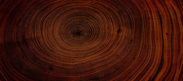 Eski ahşap meşe ağacı yüzeyi kesmiş. Devrilmiş bir ağaç gövdesinin ya da kütüğünün koyu kahverengi ve turuncu tonları. Ağaç halkalarının pürüzlü organik dokusu..