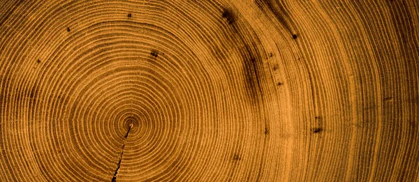 Eski ahşap kesim yüzey. Devrilmiş bir ağaç gövdesinin ya da kütüğünün koyu kahverengi ve turuncu tonları. Ağaç halkalarının pürüzlü organik dokusu..