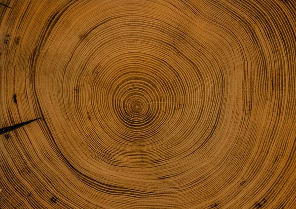 Eski ahşap kesim yüzey. Devrilmiş bir ağaç gövdesinin ya da kütüğünün koyu kahverengi ve turuncu tonları. Ağaç halkalarının pürüzlü organik dokusu..