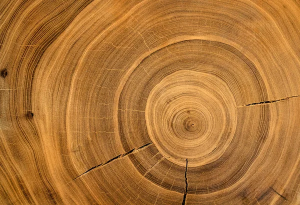 Eski ahşap kesim yüzey. Devrilmiş bir ağaç gövdesinin ya da kütüğünün koyu kahverengi ve turuncu tonları. Ağaç halkalarının pürüzlü organik dokusu..