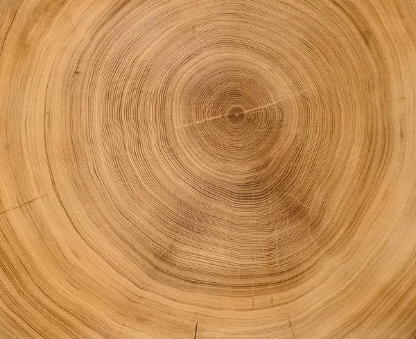 Eski ahşap kesim yüzey. Devrilmiş bir ağaç gövdesinin ya da kütüğünün koyu kahverengi ve turuncu tonları. Ağaç halkalarının pürüzlü organik dokusu..