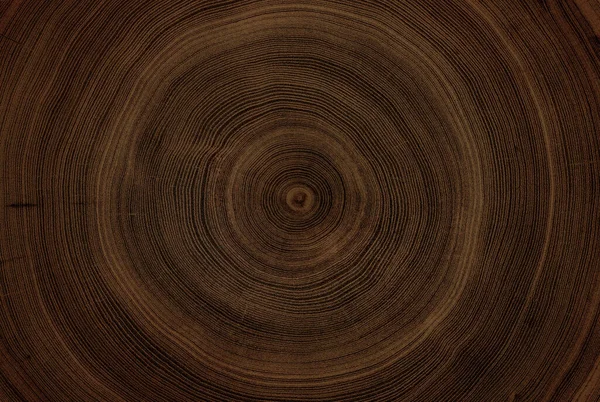 Eski Ahşap Meşe Ağacı Yüzeyi Kesmiş Devrilmiş Bir Ağaç Gövdesinin Telifsiz Stok Fotoğraflar