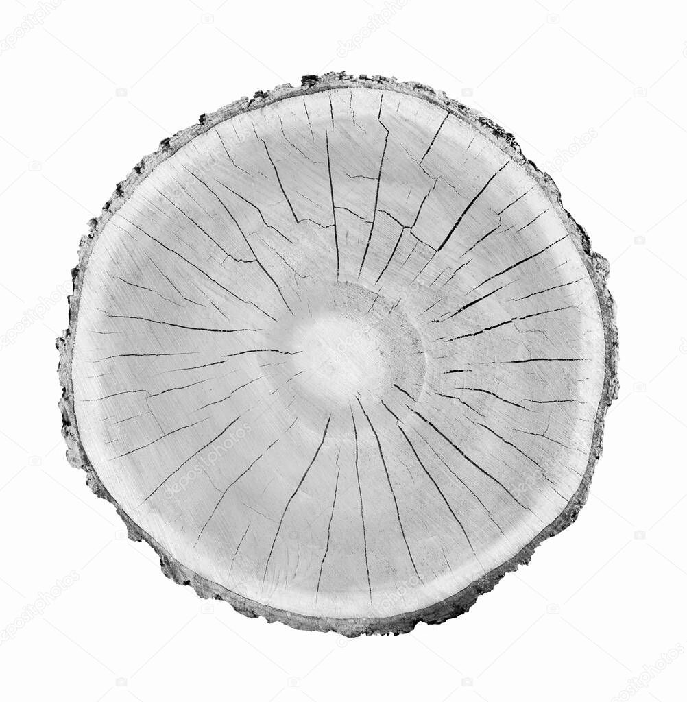 Wood growth rings stamp on a white background. Black and white felled tree trunk with detailed texture.