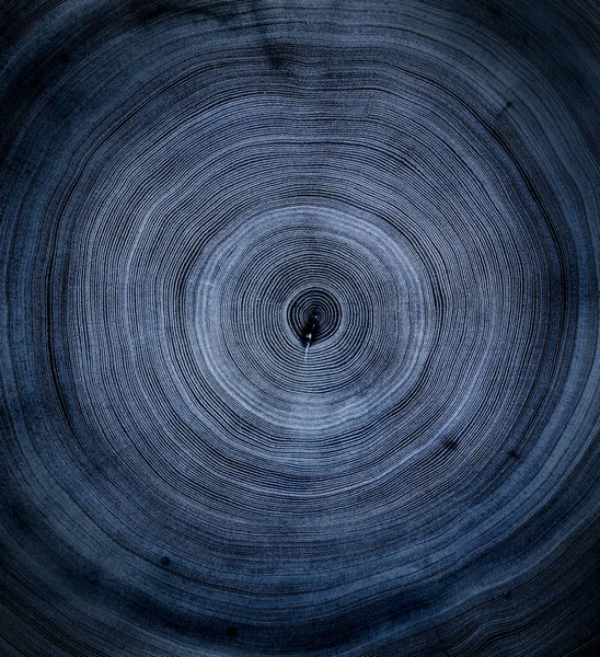 Eski ahşap meşe ağacı yüzeyi kesmiş. Kesik bir ağaç gövdesinin ya da kütüğün ayrıntılı çivit mavisi tonları. Ağaç halkalarının pürüzlü organik dokusu..