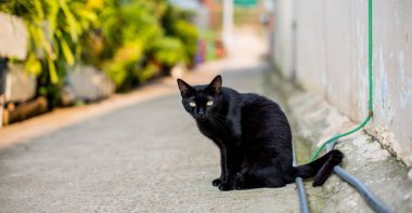 Siyah kedi sokakta oturuyor. Evcil hayvan. kedi.