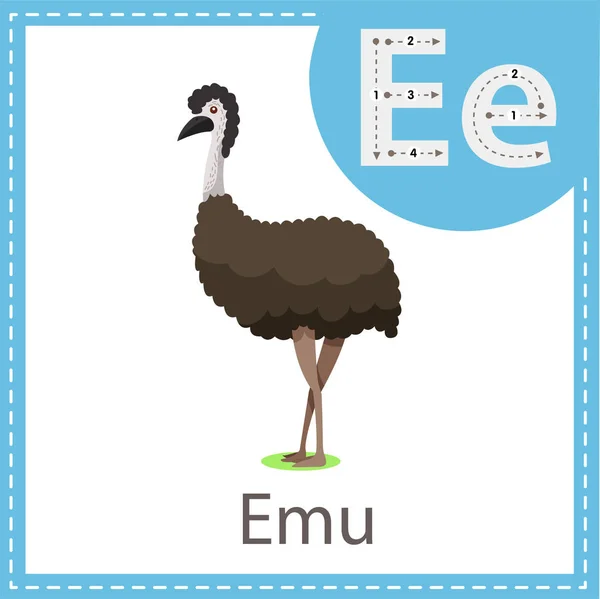 Illustratore Emu Uccello — Vettoriale Stock