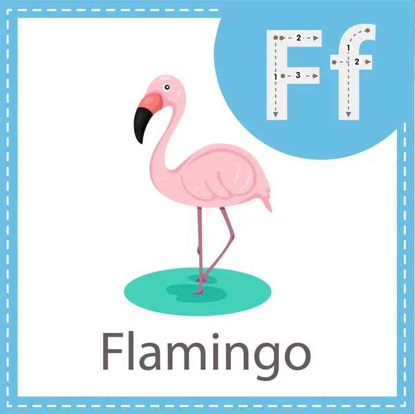 Illustrator Flamingo Kuş — Stok Vektör