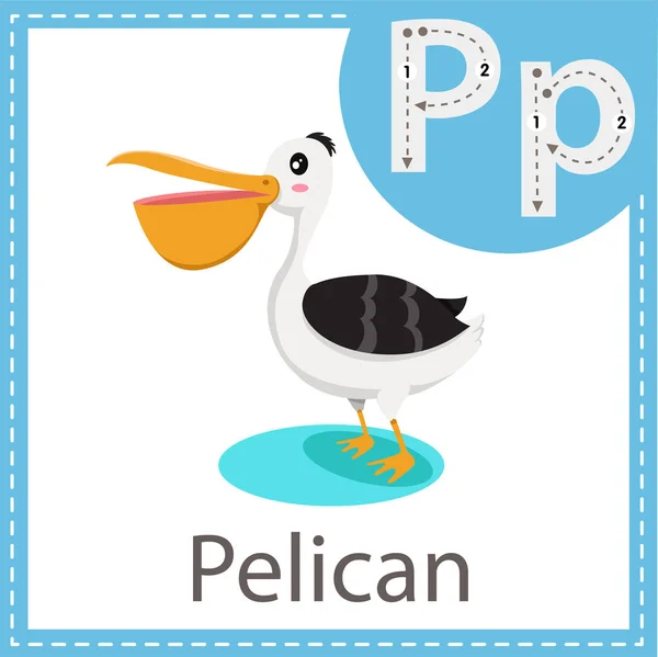 Illustrator Pelican Kuş — Stok Vektör