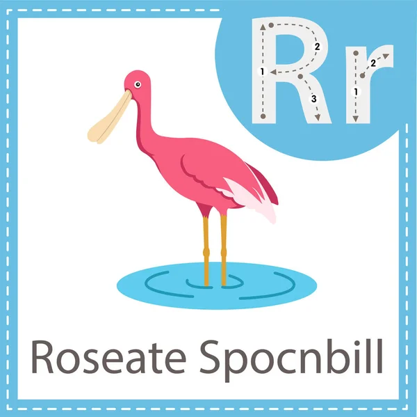 Illustratore Roseate Spocnbill Uccello — Vettoriale Stock