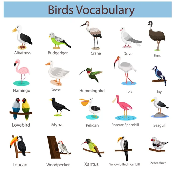 Ilustrador Vocabulario Aves — Archivo Imágenes Vectoriales