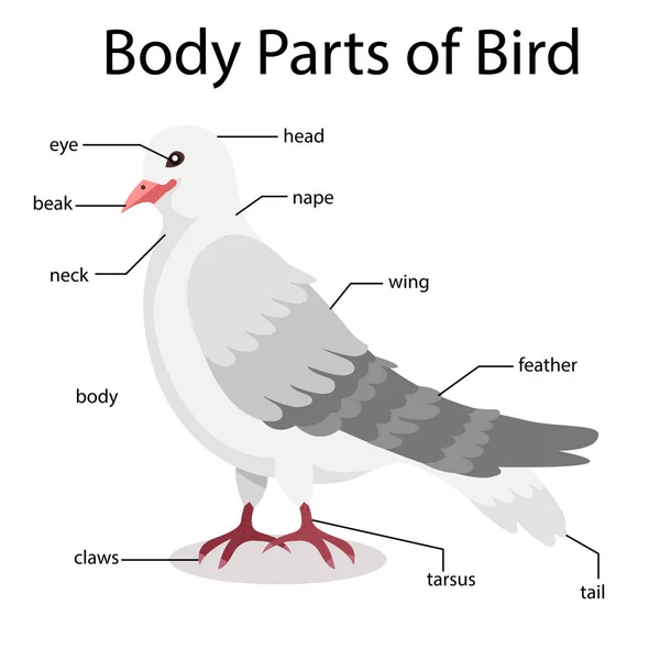 Ilustrador Partes Del Cuerpo Del Pájaro — Vector de stock