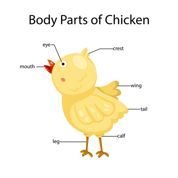 Program Illustrator Części Ciała Kurczaka — Wektor stockowy