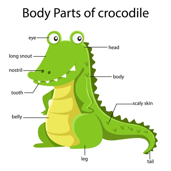 鳄鱼身体部位的图解 — 图库矢量图片