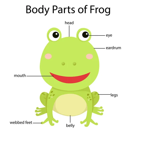 青蛙身体部位的图解 — 图库矢量图片