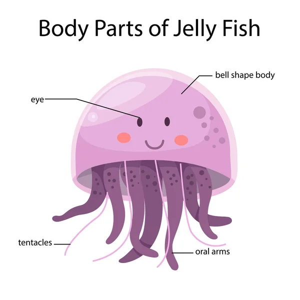 Illustrator Body Parts Jelly Fish — Stock Vector