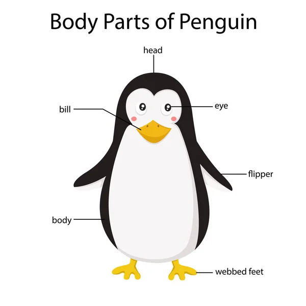 Program Illustrator Części Ciała Pingwina — Wektor stockowy