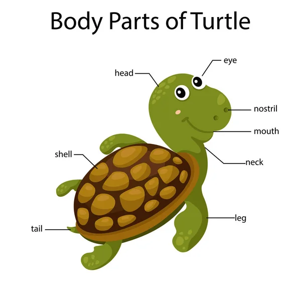 海龟身体部位的图解 — 图库矢量图片