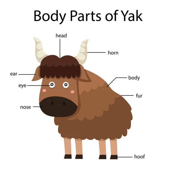 Illustrator Body Parts Yak — Stock Vector