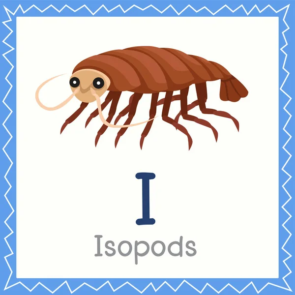 Ilustrador Para Isopods Animal —  Vetores de Stock