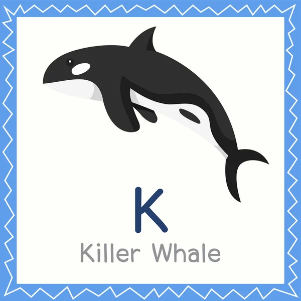 Illustrator Killer Whale Animal — Stock Vector