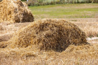 Yazın bir saman yığını tarlaya saçıldı..