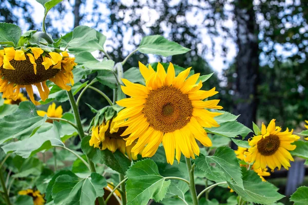 Beautiful Yellow Sunflowers Garden Summer — Stock Photo, Image