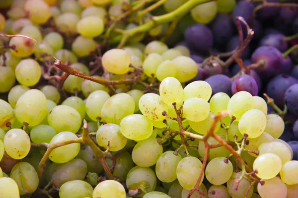 Gröna Druvor Stora Mängder Färsk Frukt Med Gröna Blad Och — Stockfoto