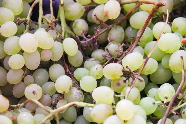 Zielone Winogrona Duża Ilość Świeżych Owoców Zielonymi Liśćmi Białymi Tłami — Zdjęcie stockowe