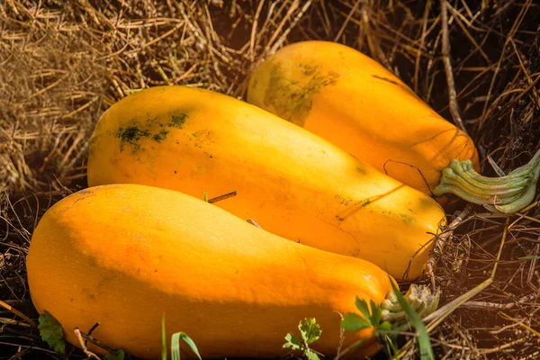 Große Schöne Reife Orange Und Weiße Zucchini Auf Einem Hintergrund — Stockfoto