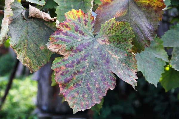 Folhas Uva Com Manchas Vermelhas Rubéola Uva Sinais Primários Doença — Fotografia de Stock