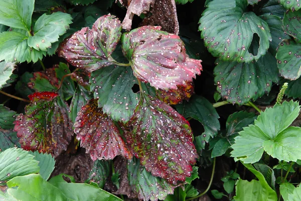 Erdbeerblätter Mit Roten Flecken Primäre Anzeichen Einer Pilzerkrankung Krankheiten Der — Stockfoto
