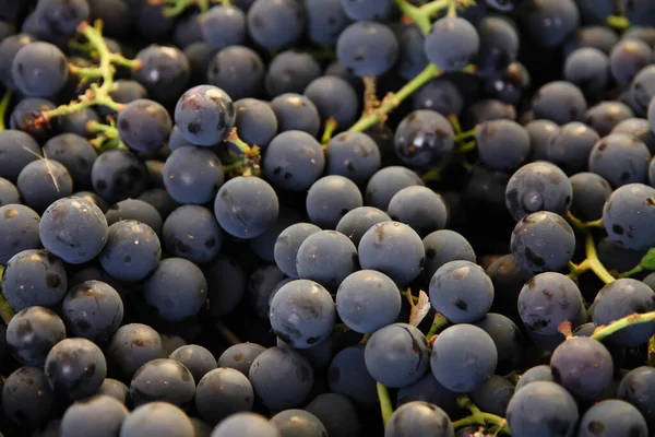 Niebieskie Winogrona Suche Grono Izolowane Białym Tle — Zdjęcie stockowe