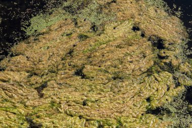 Nehirde yeşil yosunlar çiçek açar..