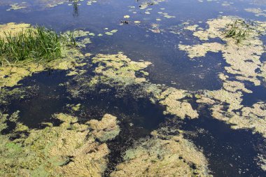 Nehirde yeşil yosunlar çiçek açar..