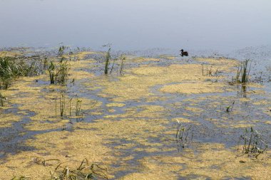 Nehirde yeşil yosunlar çiçek açar..