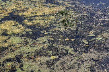 Nehirde yeşil yosunlar çiçek açar..