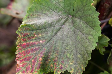 Yapraklar ve yeşil üzümlerden oluşan meyveler. Antrakoz küfü ve oidium üzümü. Mantar hastalığının ilk belirtileri. Ekoloji..