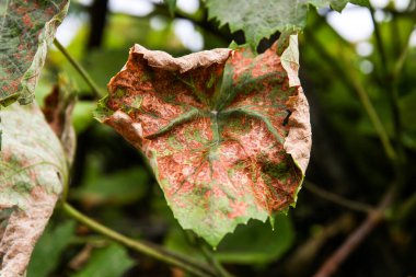 Kırmızı lekeli üzüm yaprakları. Rubella üzümdür. Mantar hastalığının ilk belirtileri. Ekoloji..