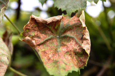 Kırmızı lekeli üzüm yaprakları. Rubella üzümdür. Mantar hastalığının ilk belirtileri. Ekoloji..
