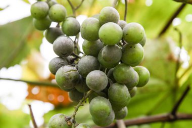 Yapraklar ve yemyeşil üzümler, benekler ve çiçekler. Küf ve oidium üzümü. Mantar hastalığının ilk belirtileri. Ekoloji..
