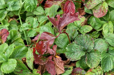 Bahçedeki bir dala yakın yeşil üzüm yaprakları..
