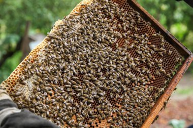 Birçok arı uçar ve bal peteğine oturur. Bulanık yeşil arkaplan ve bahar havası