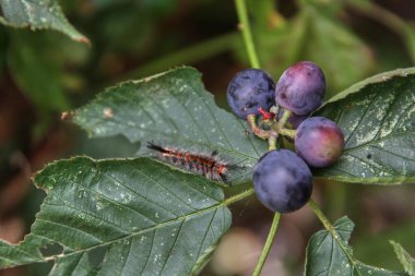 Tırtıl üzüm yaprağının üzerinde sürünüyor. Taze üzüm. Parazitler